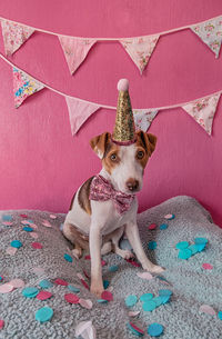 Portrait of a dog at home