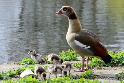 View of geese by river