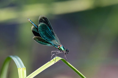 Close-up of butterfly on leaf