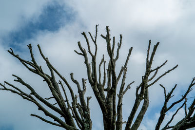 Low angle view of bare tree against sky