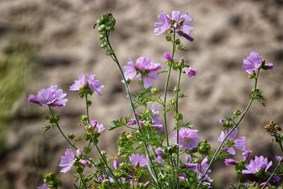 Close-up of pink flowering plant