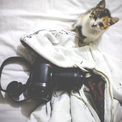 High angle view of cat on bed