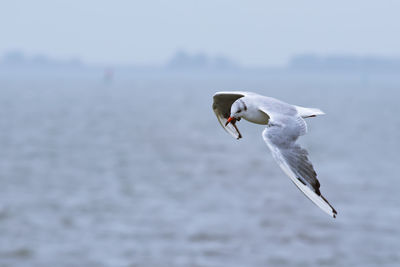 Seagull flying over sea