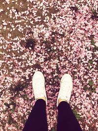 Low section of person standing on pink flowering plants