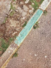 High angle view of plants on footpath