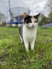 pet