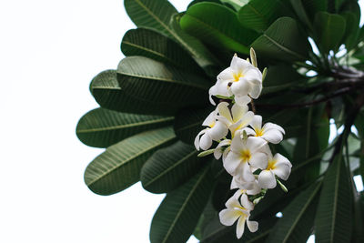 Close-up of white flowers