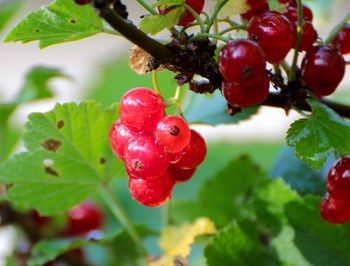 Close-up of red berries