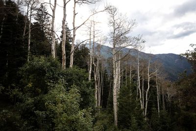 Trees in forest against sky