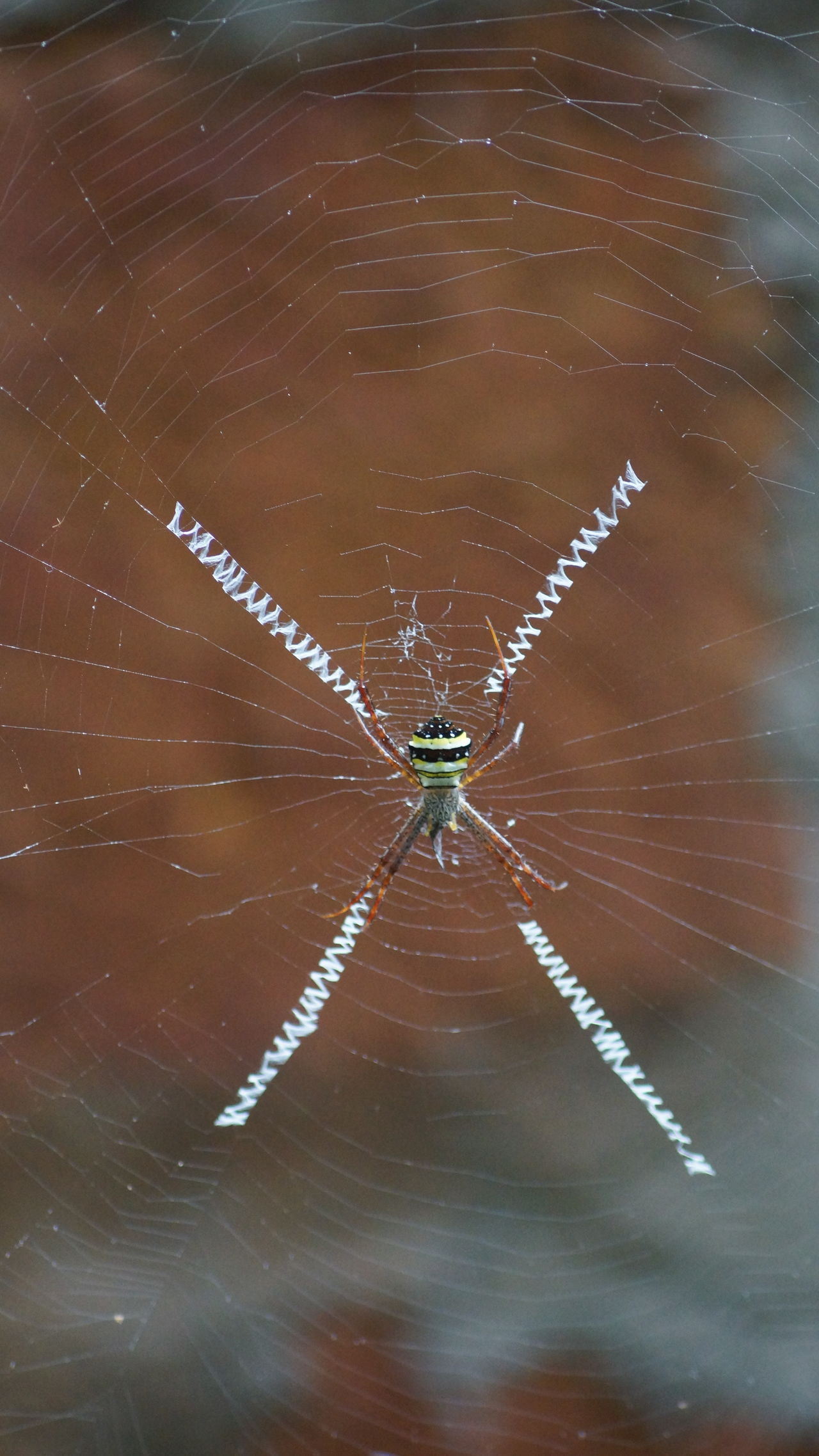 Argiope anasuja