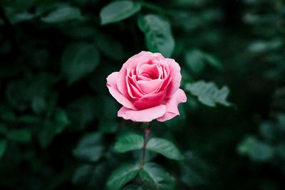 Close-up of pink rose