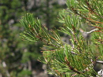 Close-up of leaves