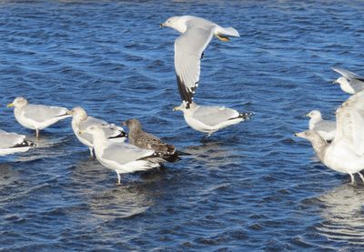 Seagulls in the sea