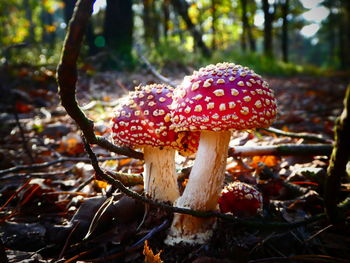 Close-up of fly agaric mushroom in forest