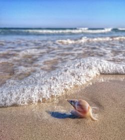 Close-up of crab on beach