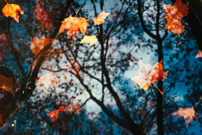 Low angle view of maple tree against sky during autumn