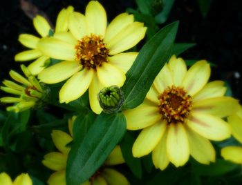 Close-up of yellow flowers blooming outdoors