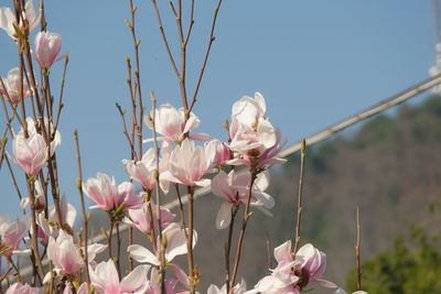 Close-up of pink cherry blossoms against sky