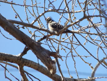 Low angle view of eagle perching on tree against sky