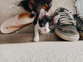 Portrait of cat relaxing on floor