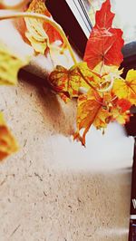 Close-up of autumnal leaves