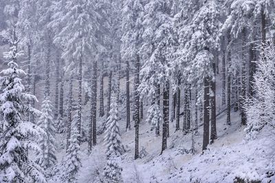 Close-up of snow covered trees in forest
