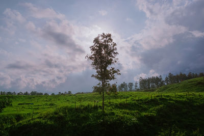 Trees on field against sky