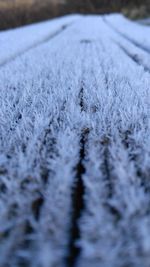 Close-up of snowflakes on snow