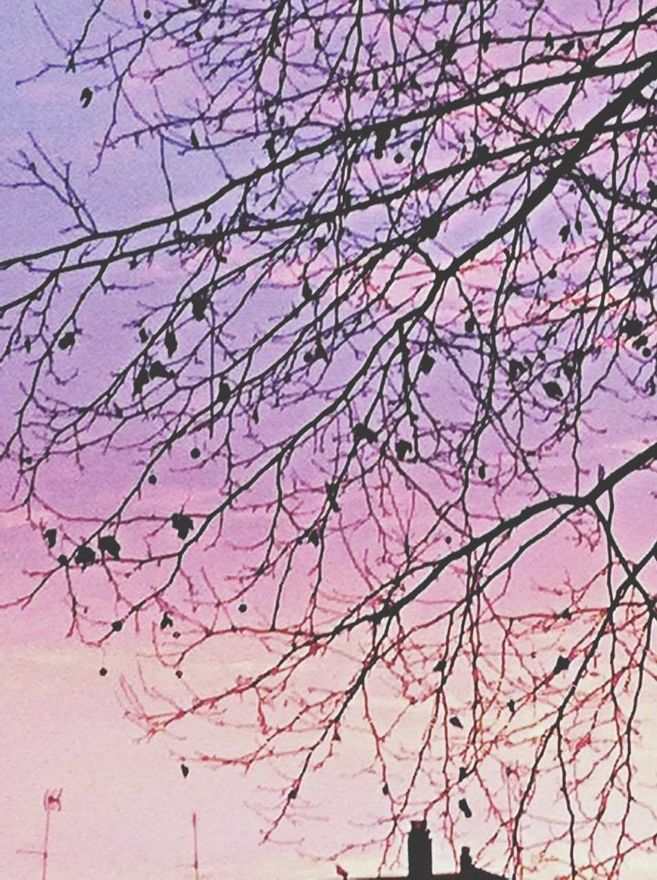 low angle view, bare tree, tree, branch, sky, built structure, architecture, building exterior, silhouette, no people, nature, outdoors, day, clear sky, dusk, city, beauty in nature, growth, tranquility, sunset