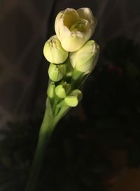 Close-up of flowering plant