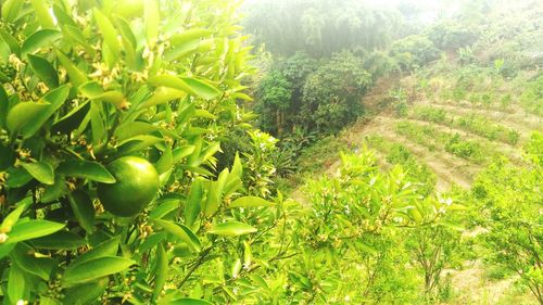 Plants growing in farm