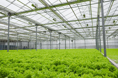 Greenhouse plantation with lettuce greenery. concept for industrial agriculture. rows of plant 