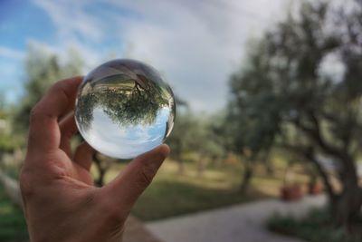 Cropped image of person holding glass against trees