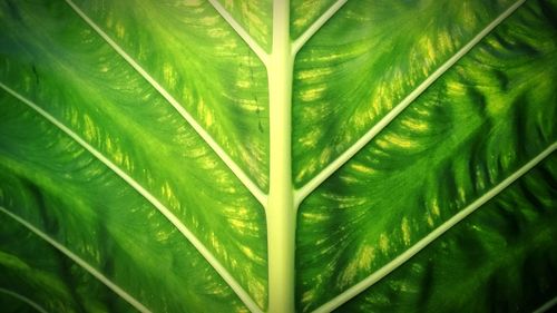 Close-up of palm tree leaves