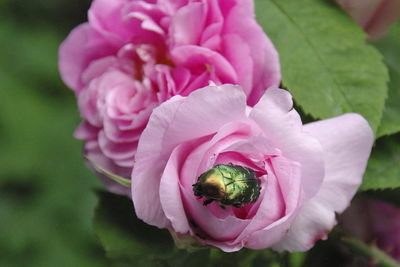 Close-up of pink rose flower