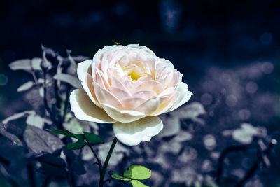 Close-up of white rose