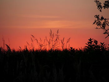 Close-up of silhouette plants growing on field against sky during sunset