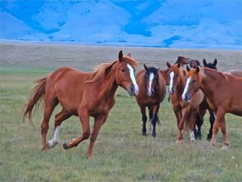 Horse on field