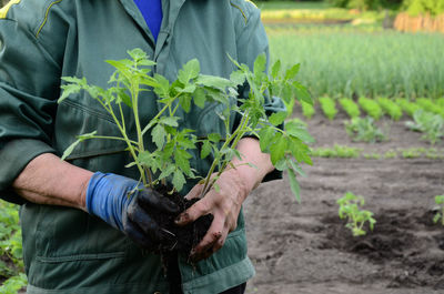 Hands of an elderly woman keep tomato seedling in garden. agricultural. step by step seedlings. 