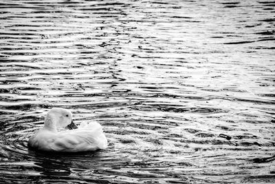Close-up of swan swimming in lake