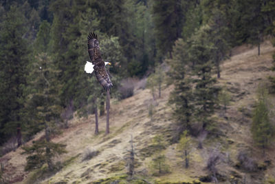 Bird flying over a forest