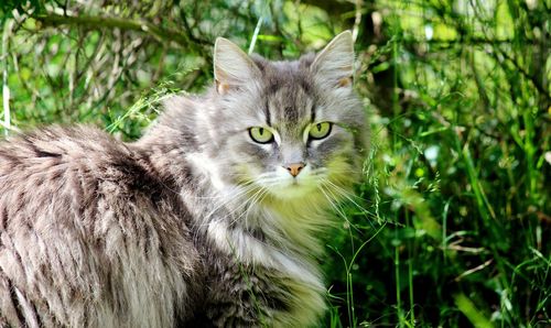 Portrait of cat on grass