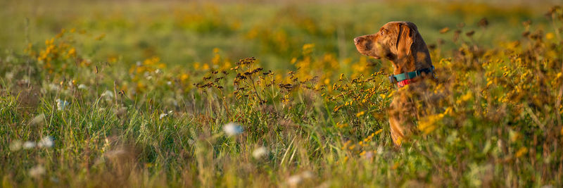 Vizsla hunting dog outdoors portrait. hunting dog stalking prey on a sunny autumn evening.