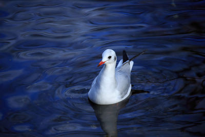 Swan swimming in lake