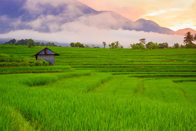 Scenic view of agricultural field against sky