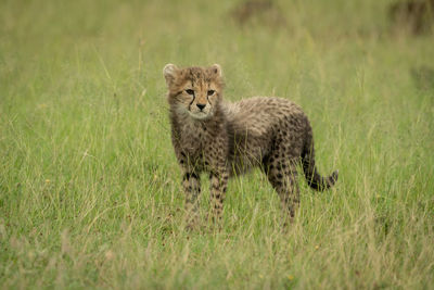 Cheetah cub stands on grass looking right