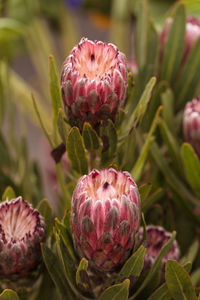 Close-up of flower against blurred background