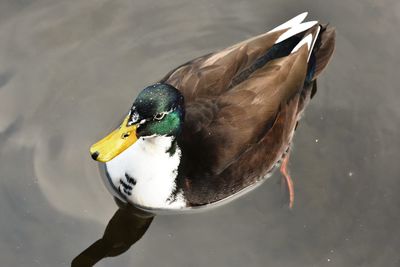 High angle view of a bird in lake