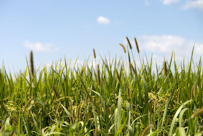 Close-up of wheat field against sky