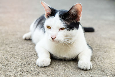Cat looking sitting on the ground and looking at something - image